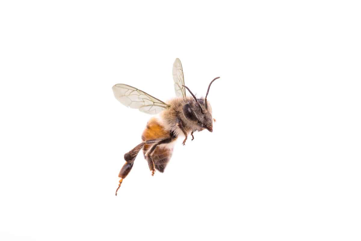  picada de abelha