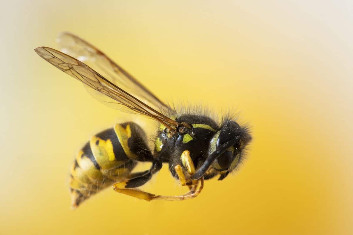 Picada de abelha: o que fazer quando seu cachorro leva uma picada?
