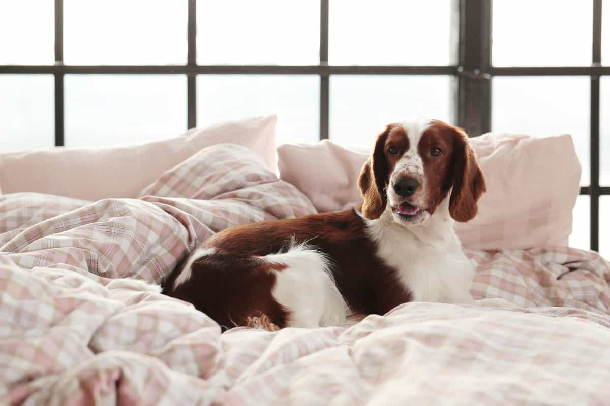 https://www.freepik.com/free-photo/dog-bed-morning_6978014.htm#query=dog%20bed&position=45&from_view=search
