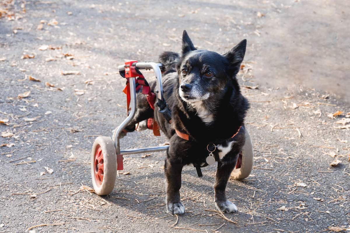 Cadeira de rodas para cachorro 2022: Confira!
