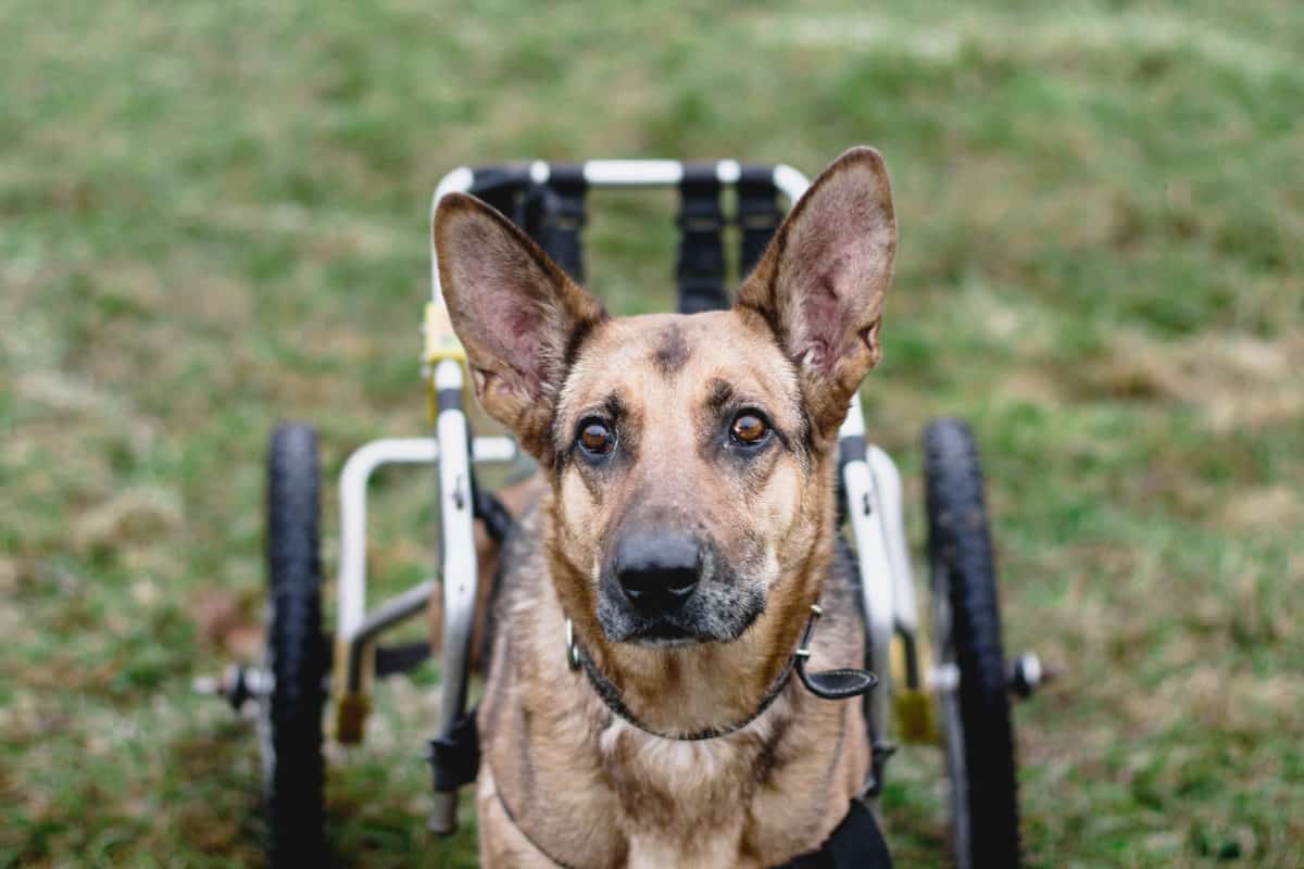 cadeira de rodas para cachorro